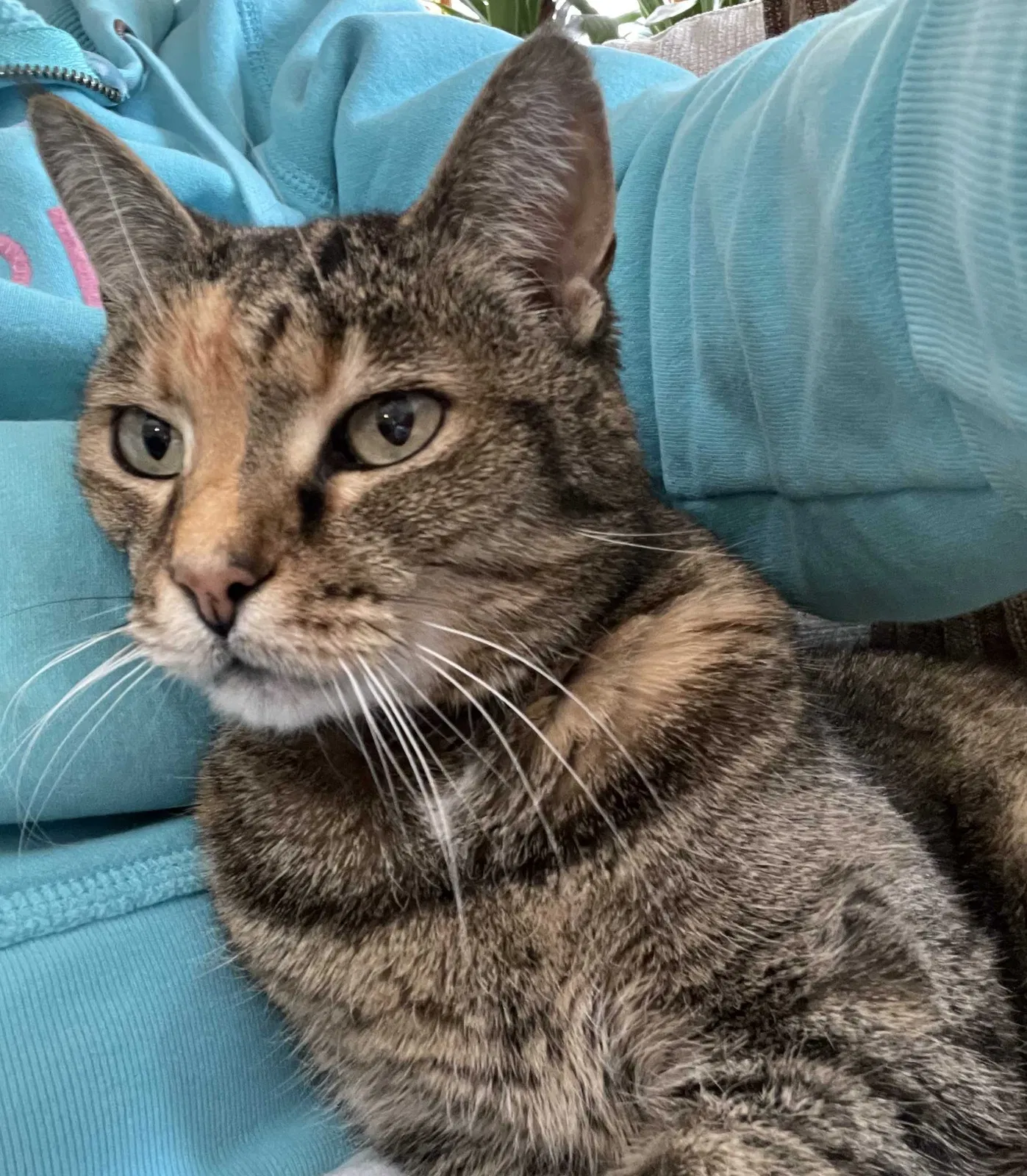 Lost cat in Vienna, VA, 22181