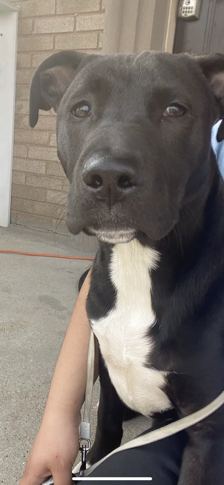 Lost dog in Indianapolis, IN, 46254