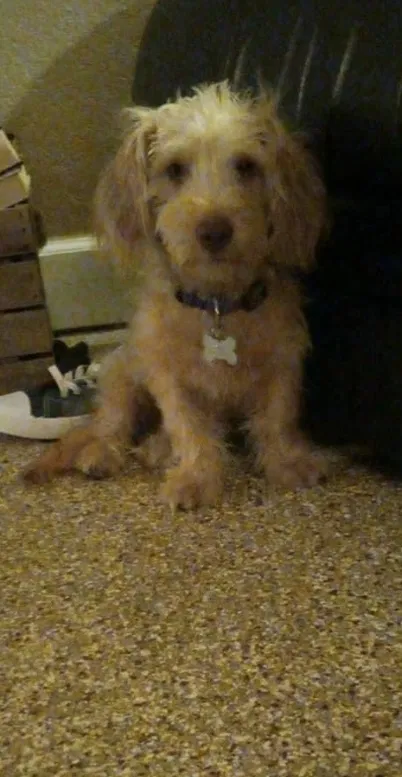 Lost dog in Hudson, FL, 34669