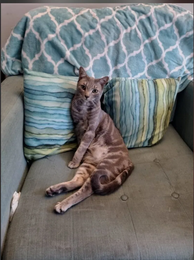 Lost cat in Henrico, VA, 23228