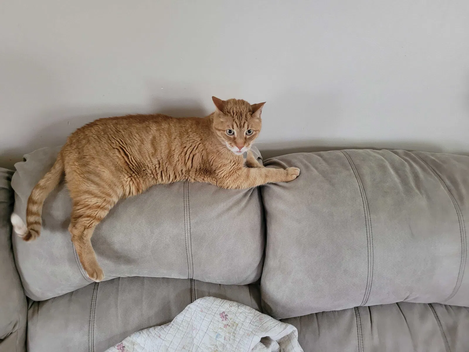Lost cat in Unknown, IN, 47237