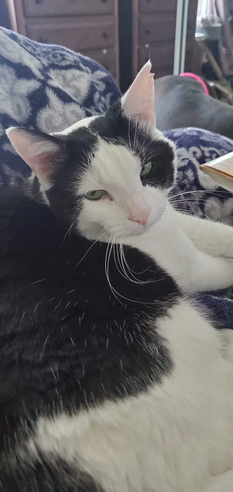 Lost cat in Beaumont, CA, 92223
