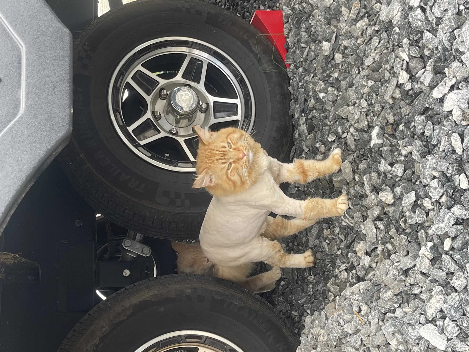 Lost cat in Fair Play, SC, 29643