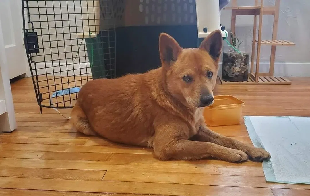 Lost dog in Bryan, OH, 43506