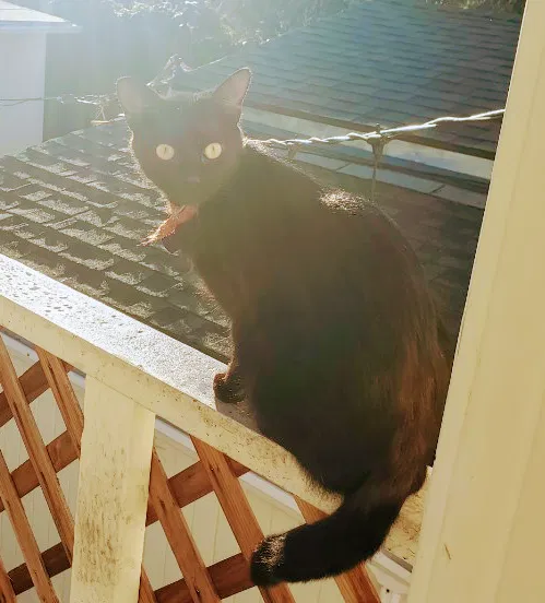 Lost cat in Emeryville, CA, 94608