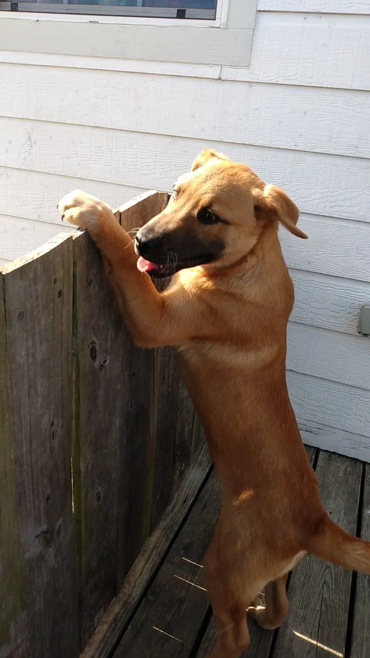 Lost dog in Waco, TX, 76705