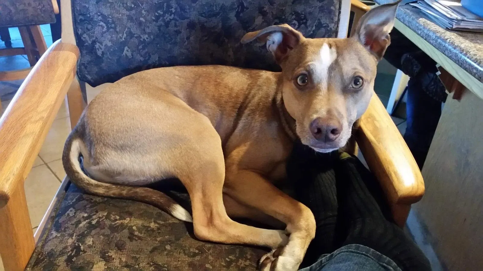 Lost dog in Selma, CA, 93662
