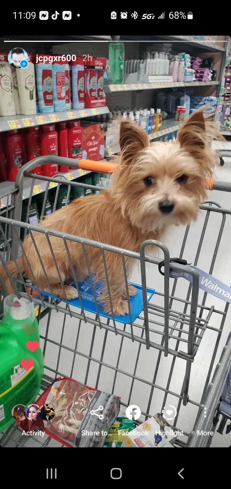 Lost dog in Garden Grove, CA, 92844