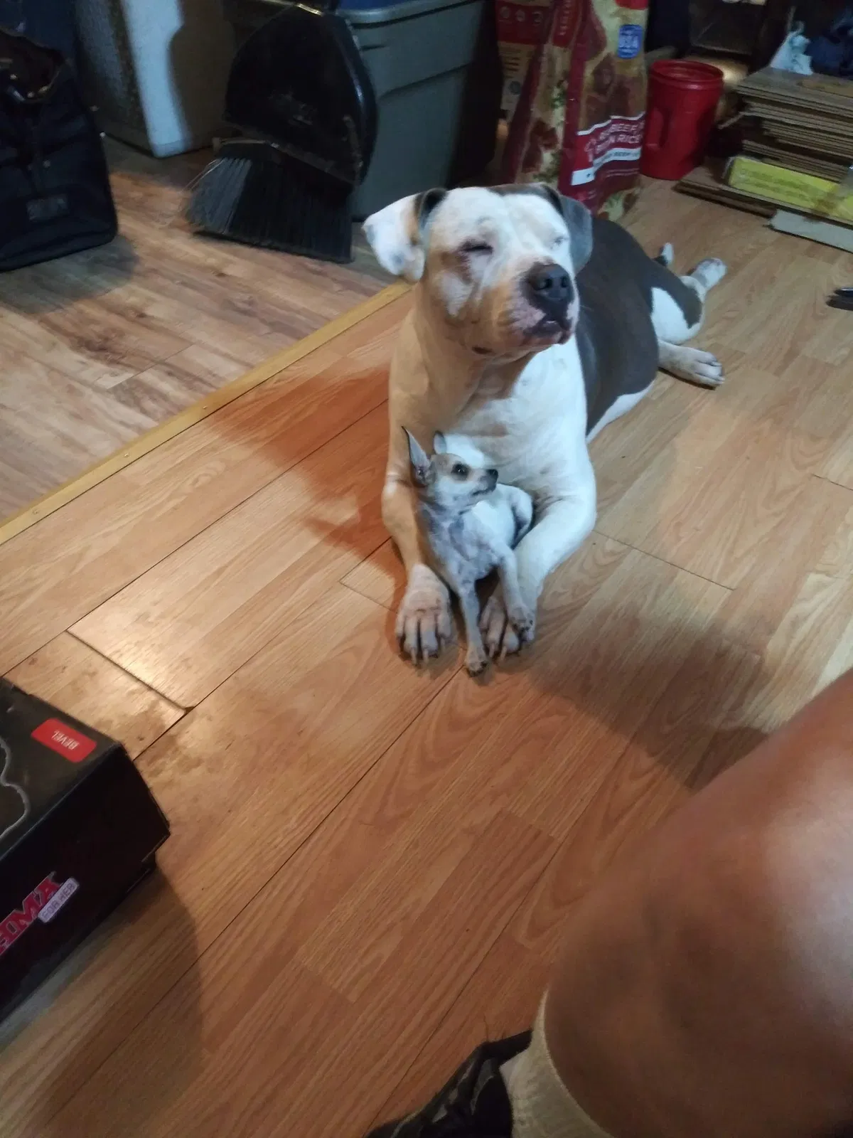 Lost dog in Springtown, TX, 76082