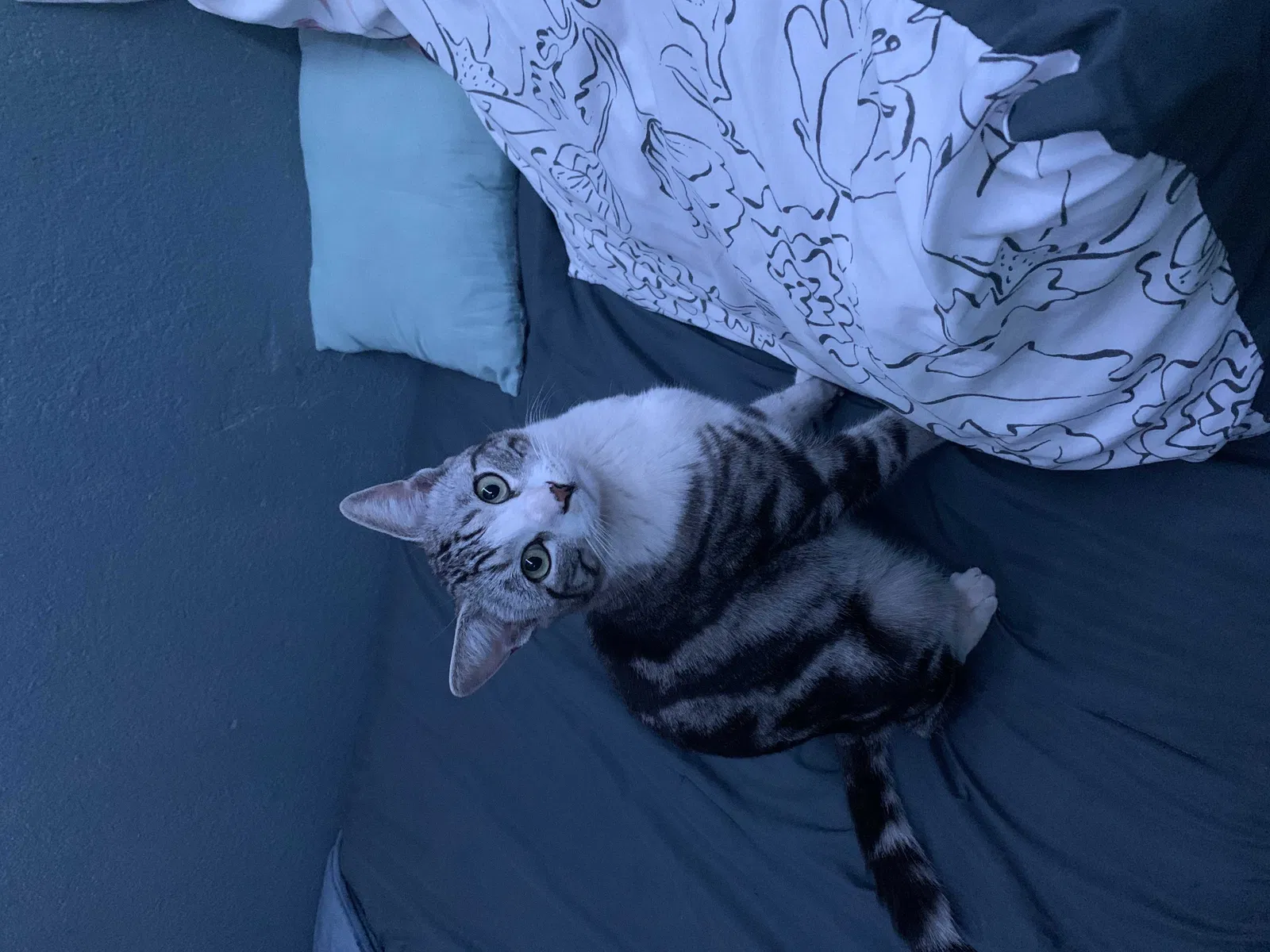 Lost cat in Phoenix, AZ, 85040