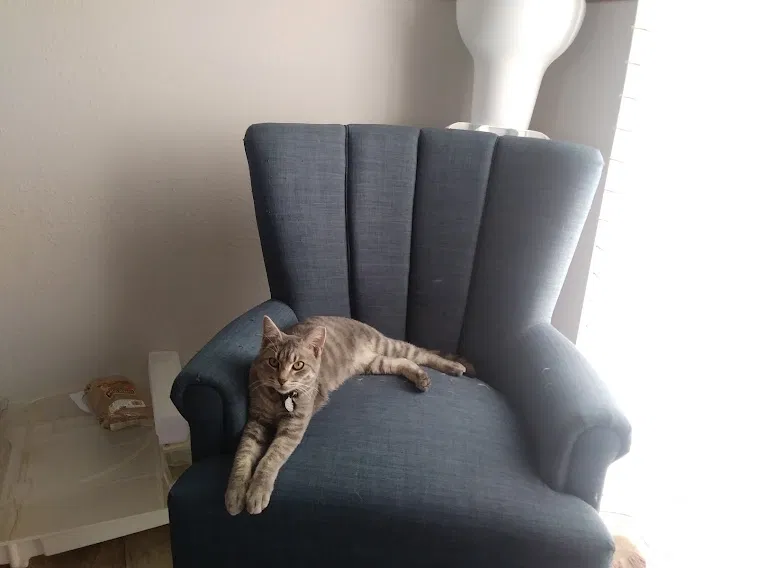 Lost cat in Austin, TX, 78737