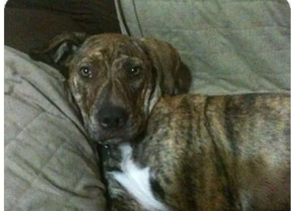 Lost dog in Oklahoma City, OK, 73129