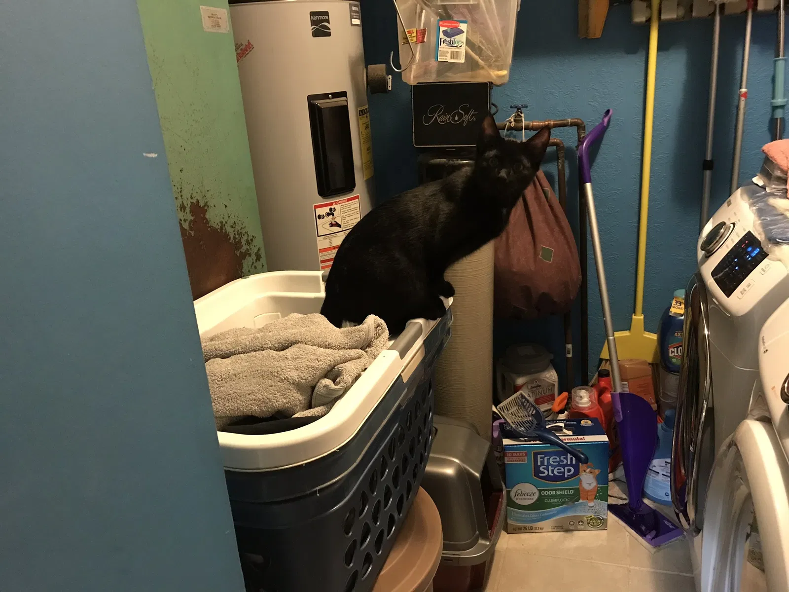 Lost cat in Franklin, OH, 45005