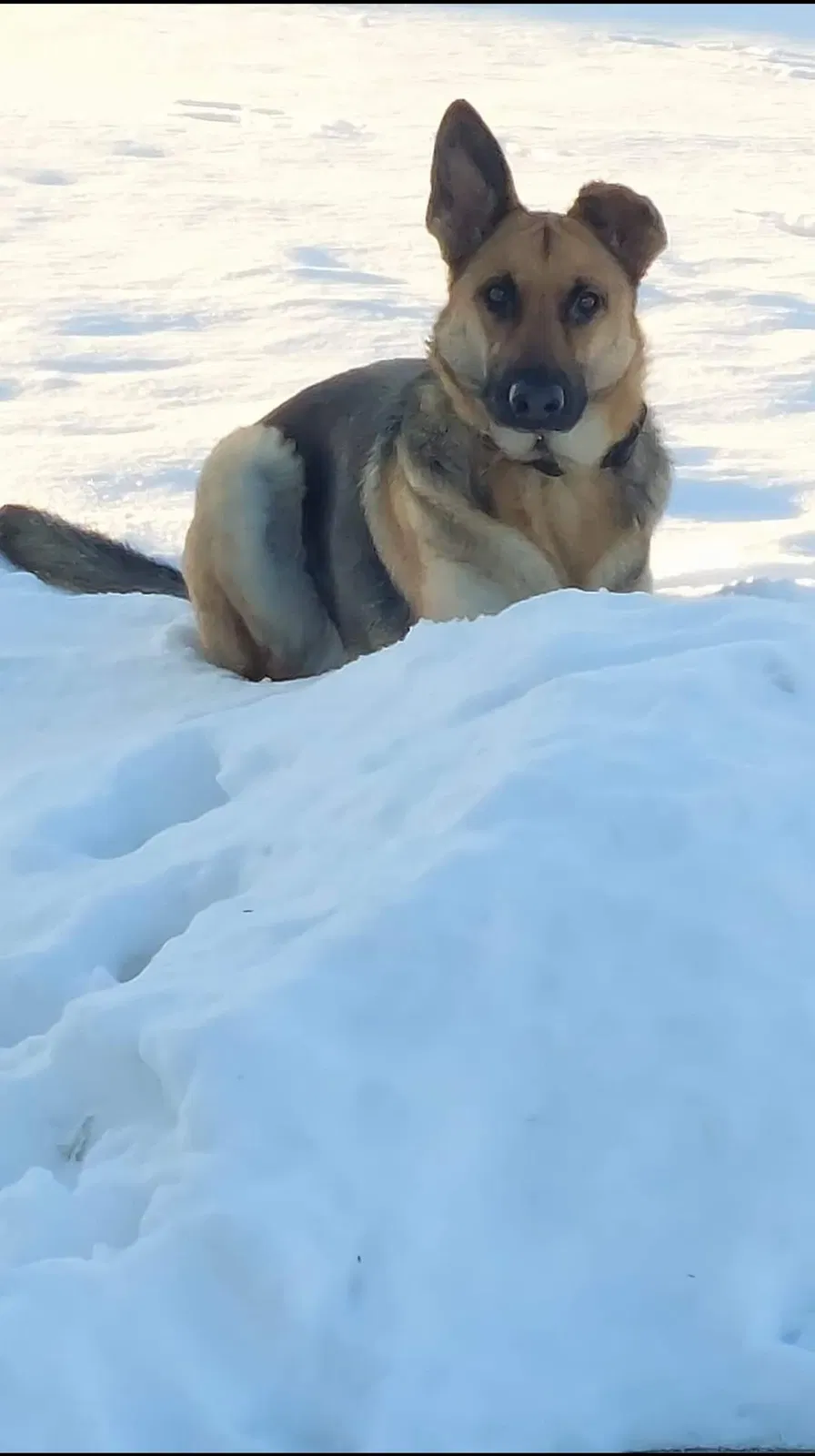 Lost dog in Milledgeville, IL, 61051