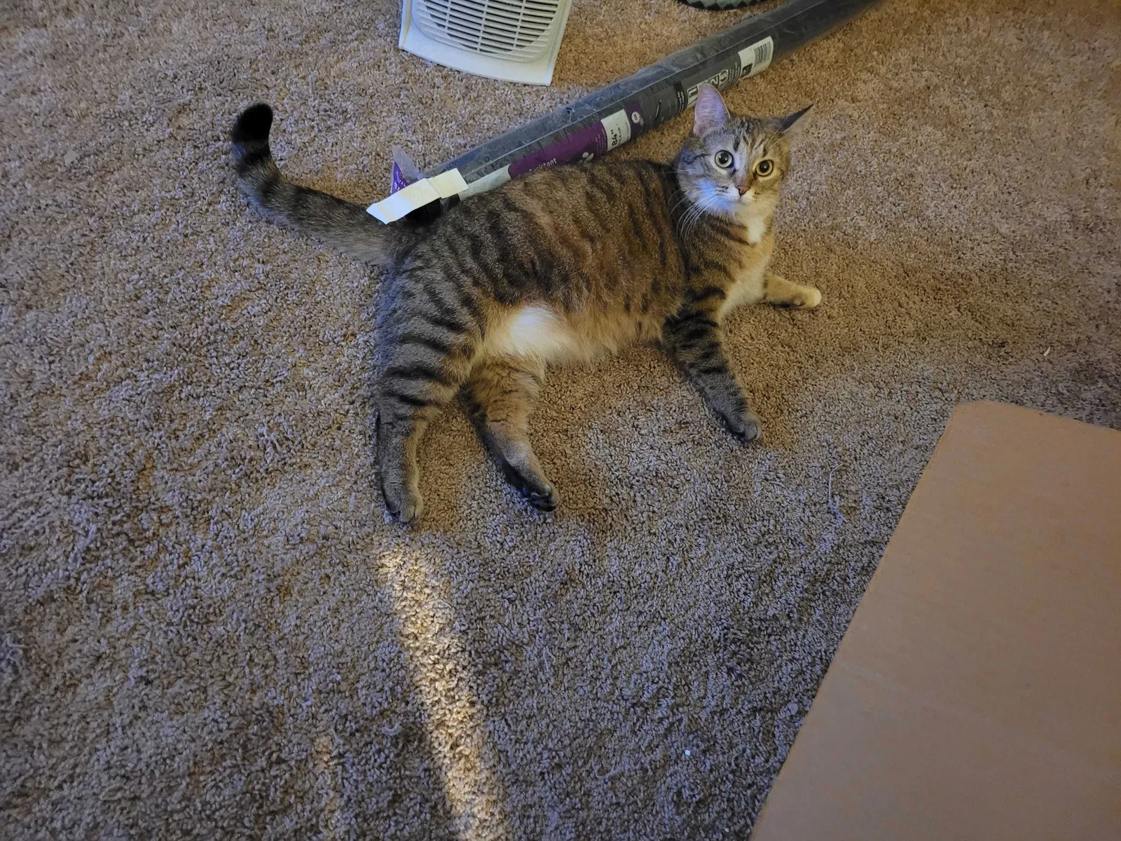 Lost cat in Plano, IL, 60545