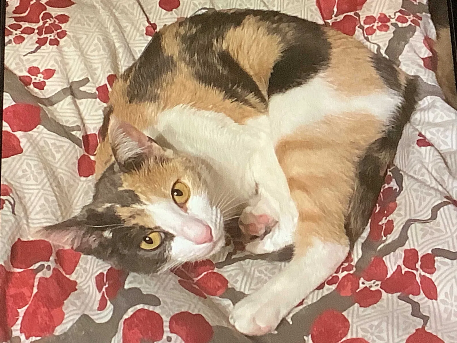 Lost cat in Bakersfield, CA, 93312
