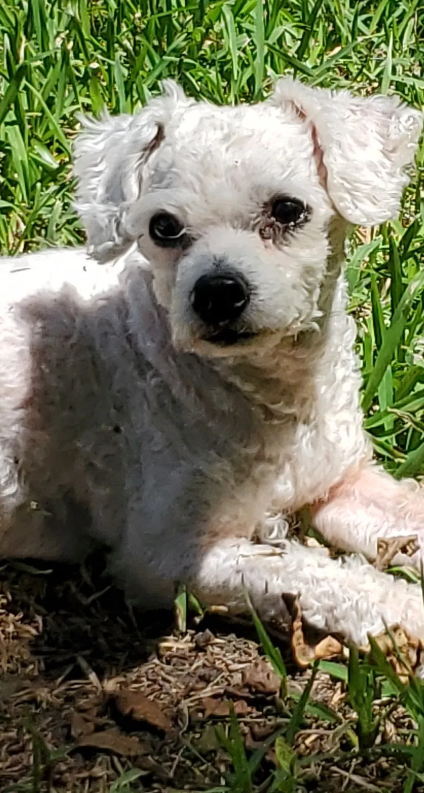Lost dog in Opelika, AL, 36801