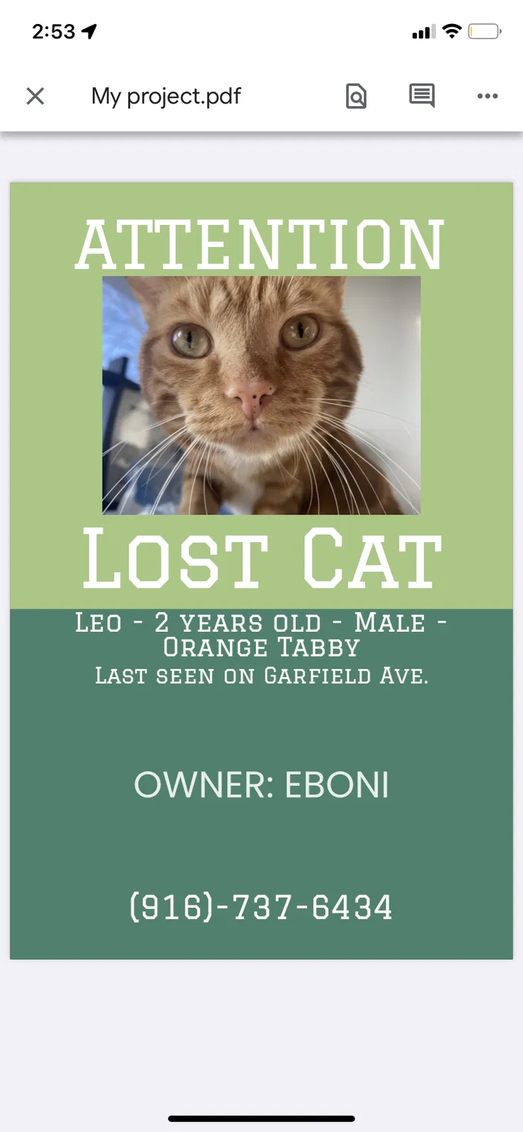 Lost cat in Sacramento, CA, 95841