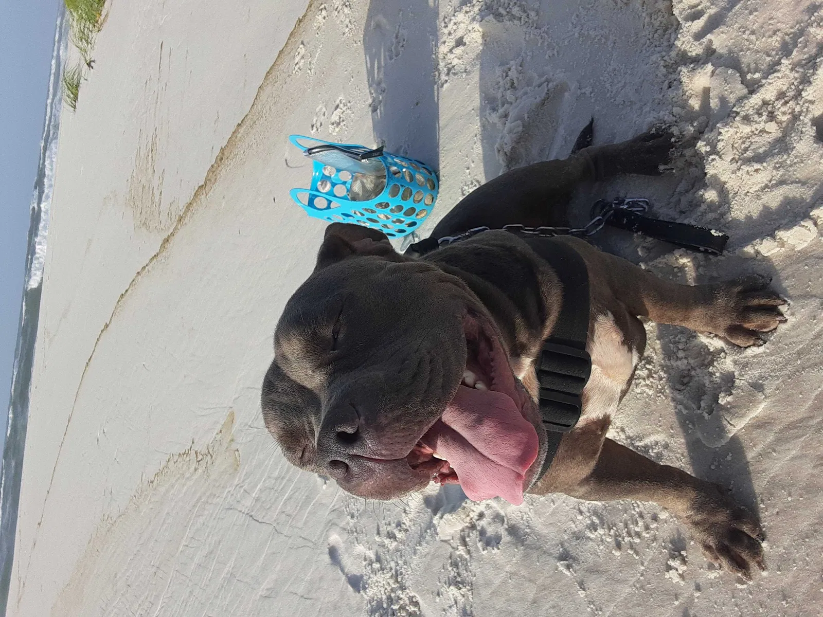 Lost dog in Pensacola, FL, 32505