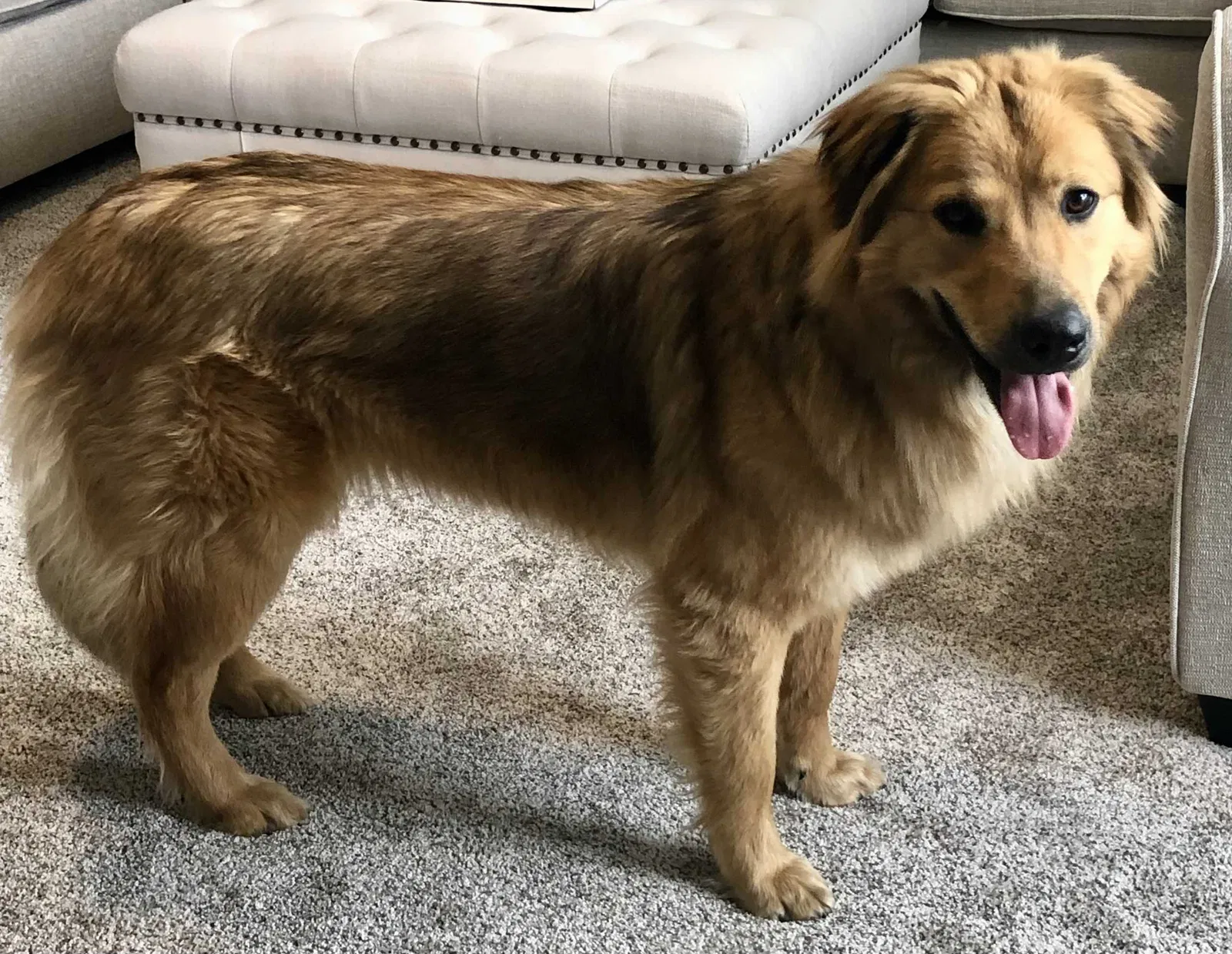 Lost dog in Hermitage, TN, 37076
