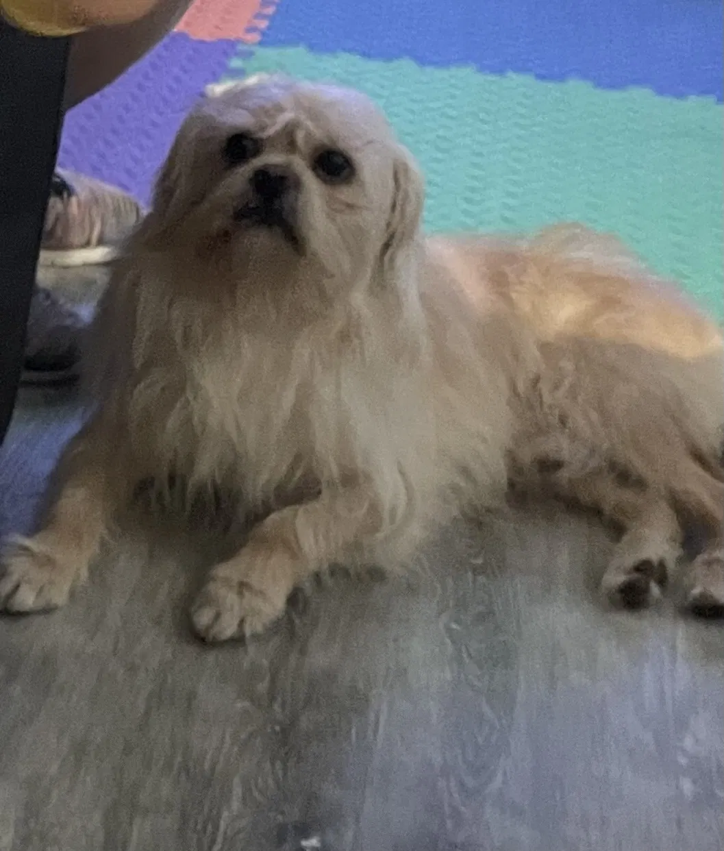 Lost dog in Round Rock, TX, 78664