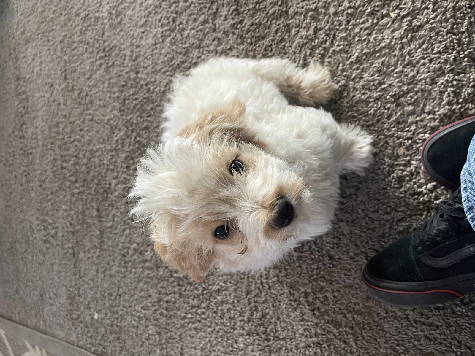 Lost dog in Phoenix, AZ, 85037