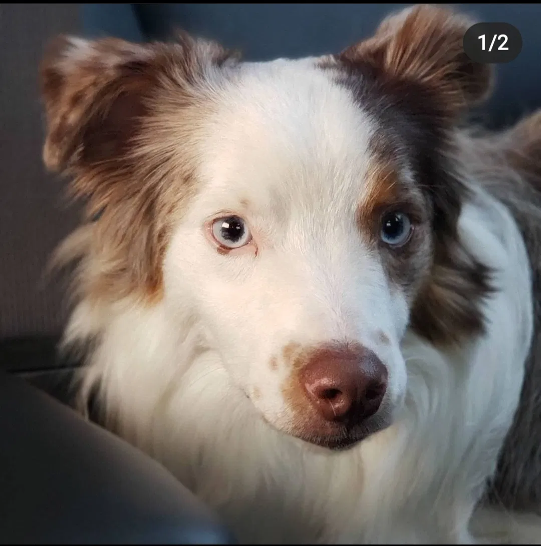 Lost dog in Salt Lake City, UT, 84118