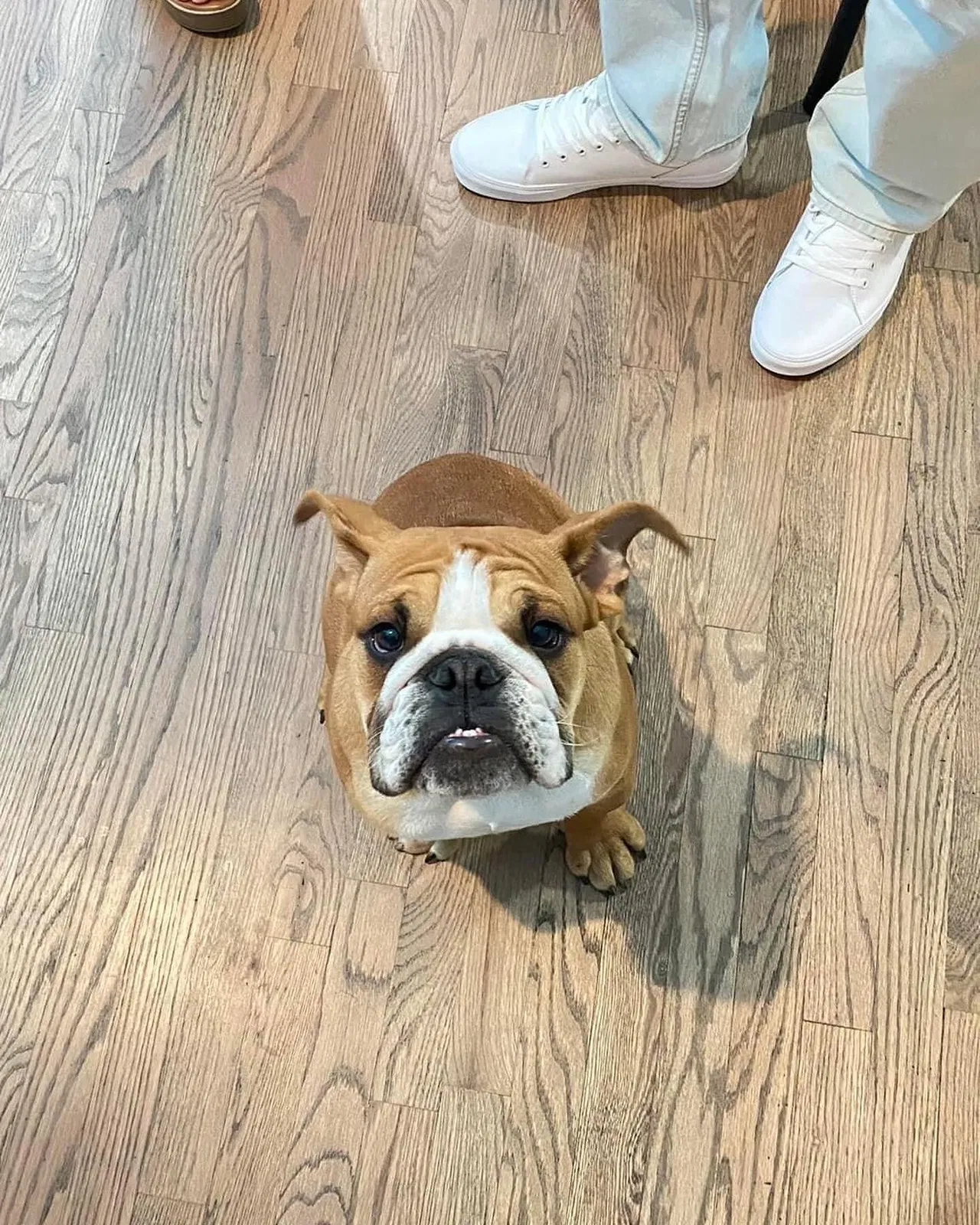 Lost dog in Austell, GA, 30106