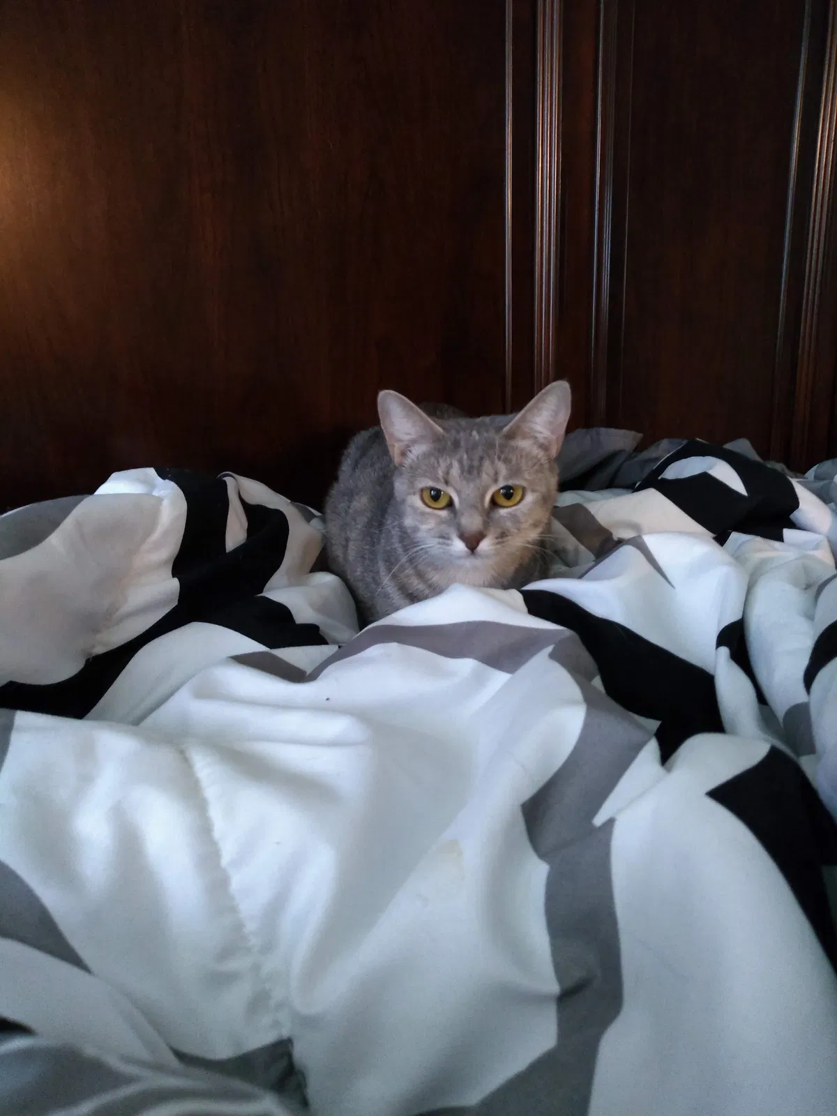 Lost cat in Katy, TX, 77449