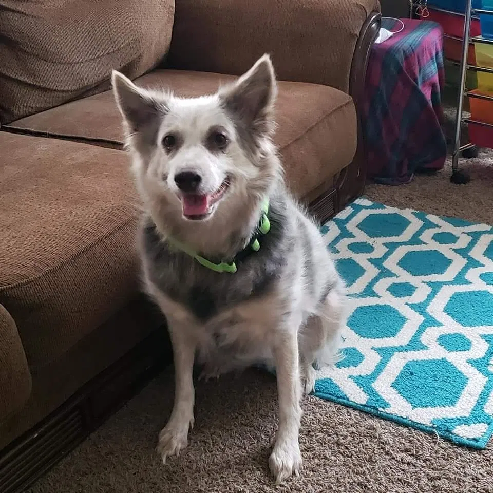 Lost dog in Salt Lake City, UT, 84128