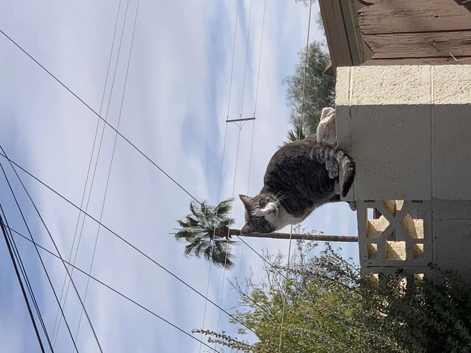 Lost cat in Tempe, AZ, 85282