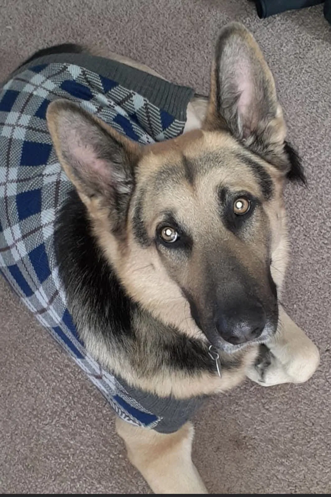 Lost dog in Sevierville, TN, 37876