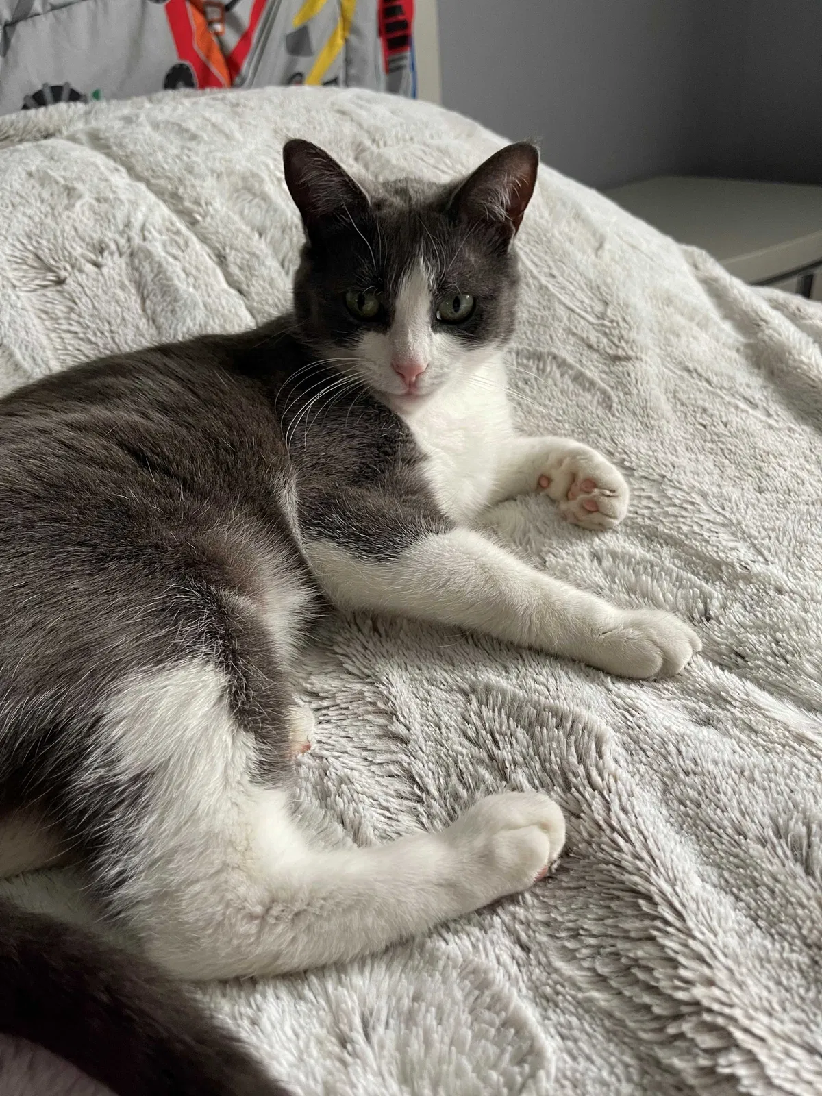 Lost cat in Cleveland, OH, 44129