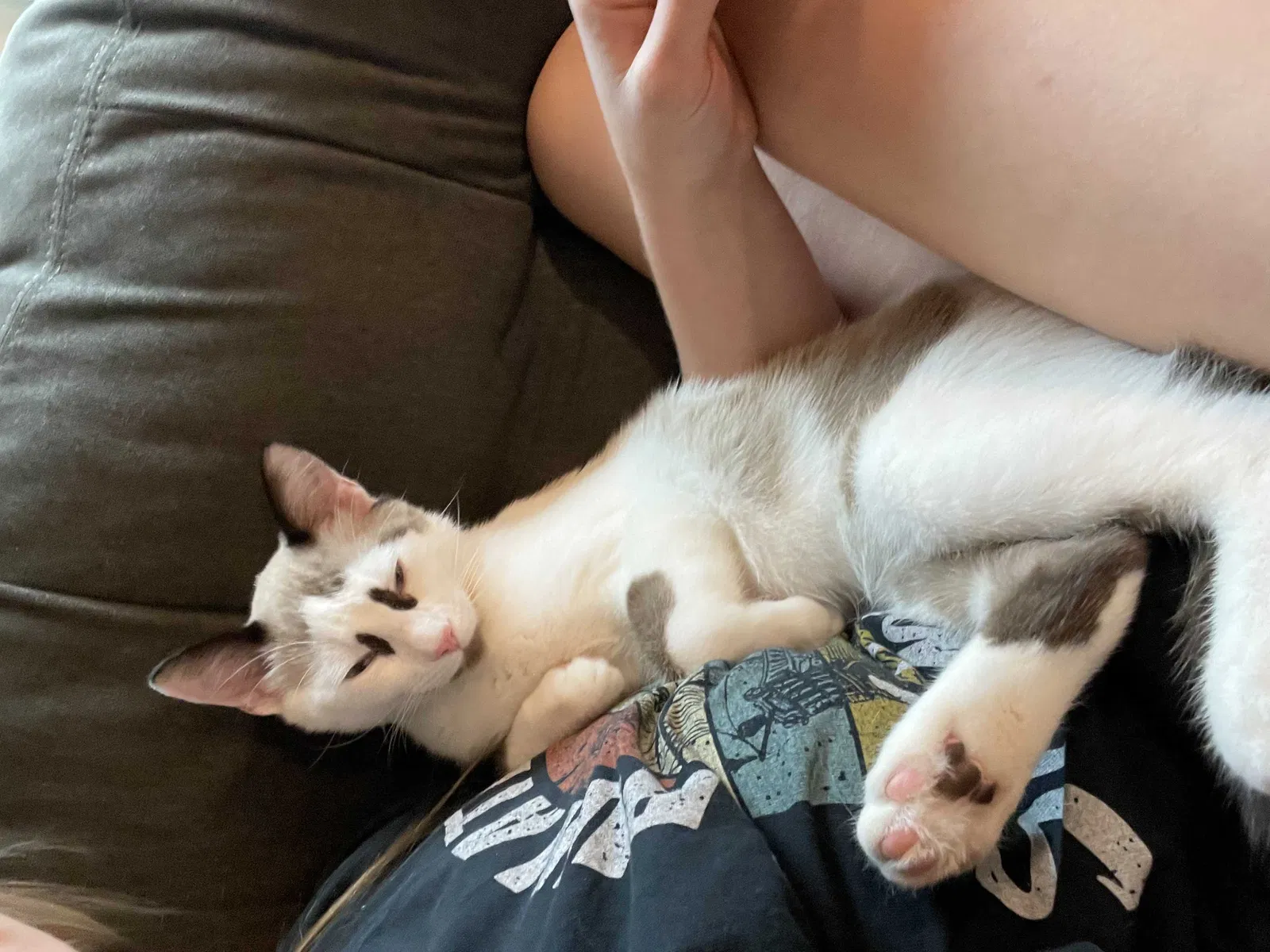Lost cat in Raeford, NC, 28376