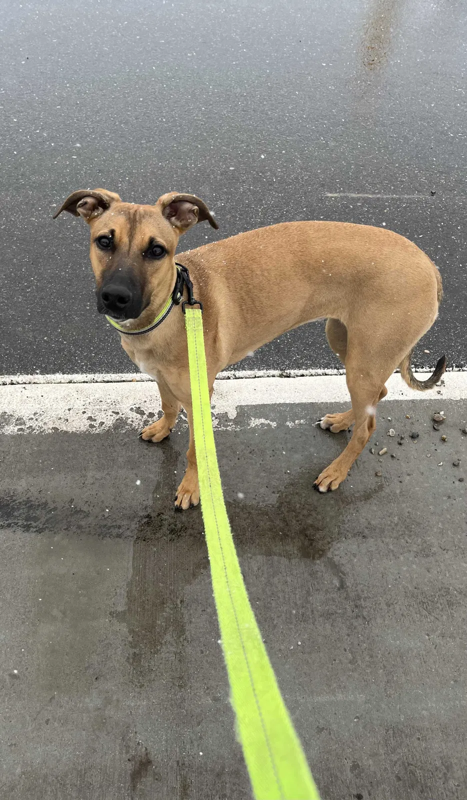 Lost dog in Salt Lake City, UT, 84120