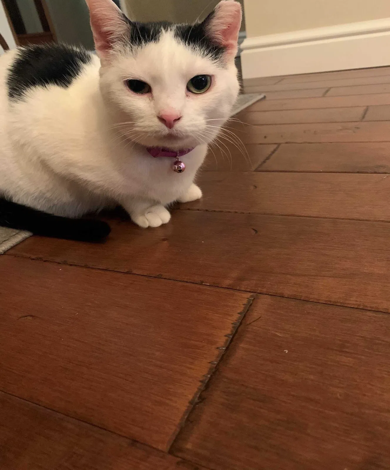 Lost cat in Allison Park, PA, 15101