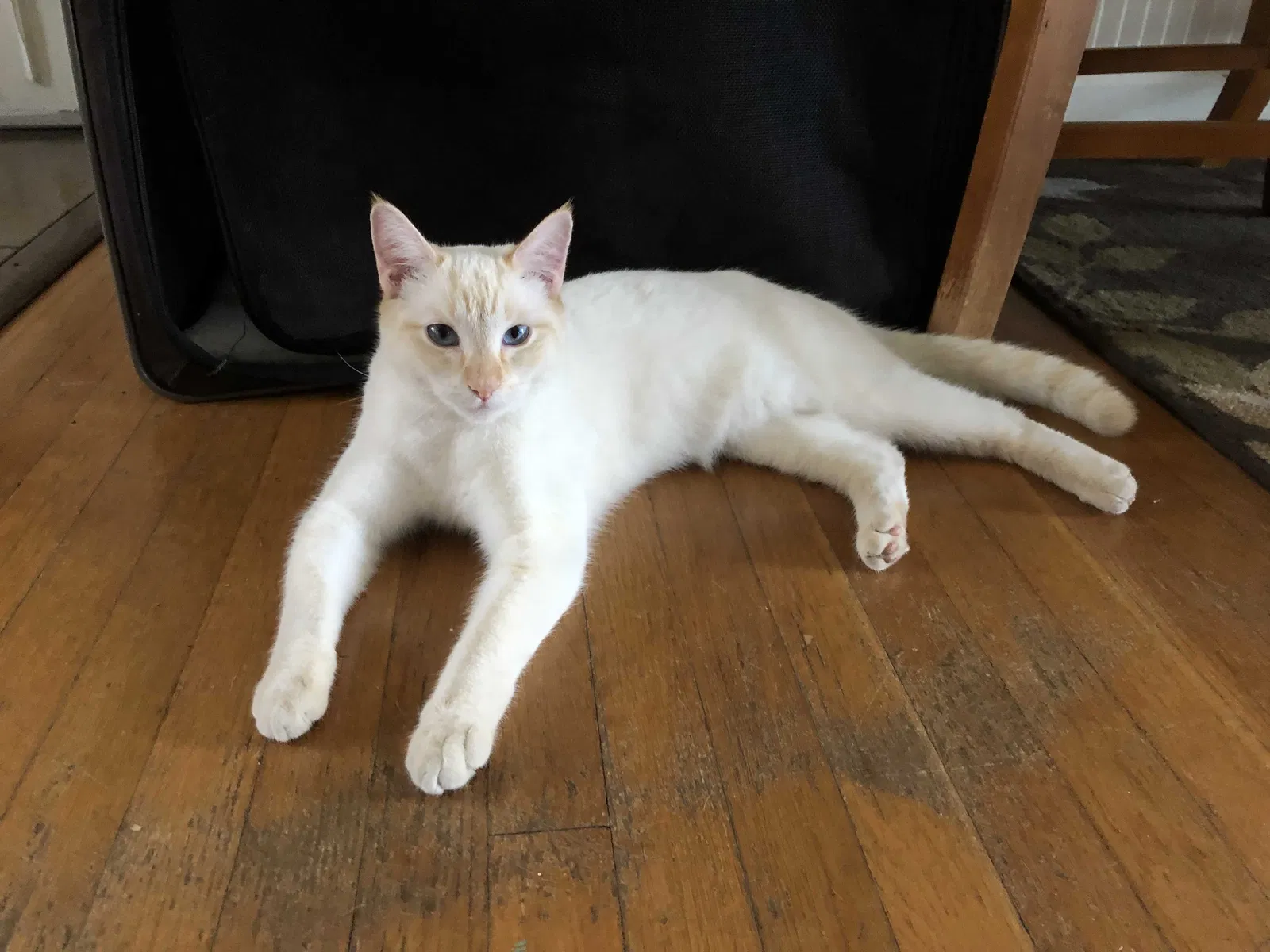 Lost cat in Sacramento, CA, 95829