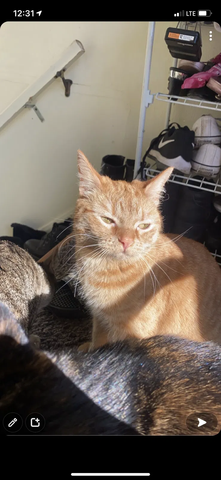 Lost cat in Buffalo, NY, 14217