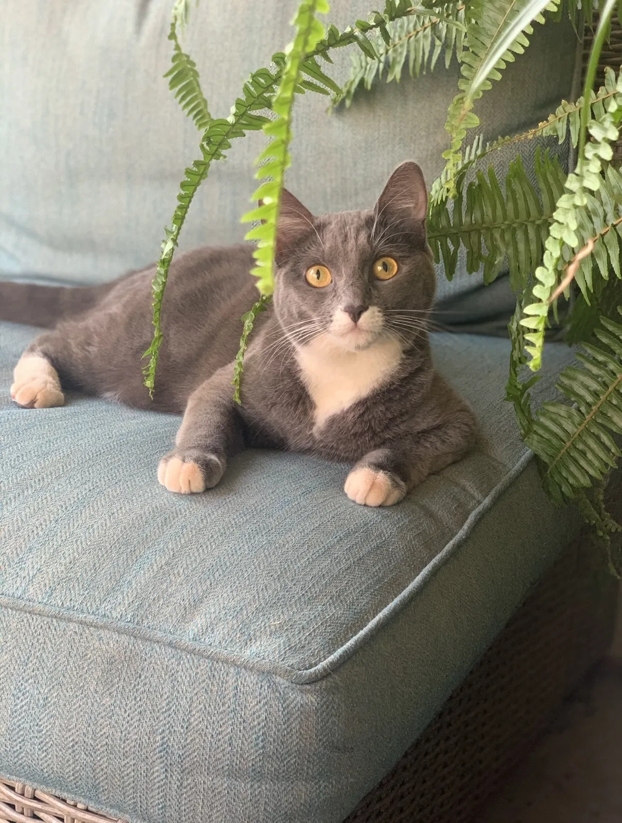 Lost cat in Bakersfield, CA, 93312