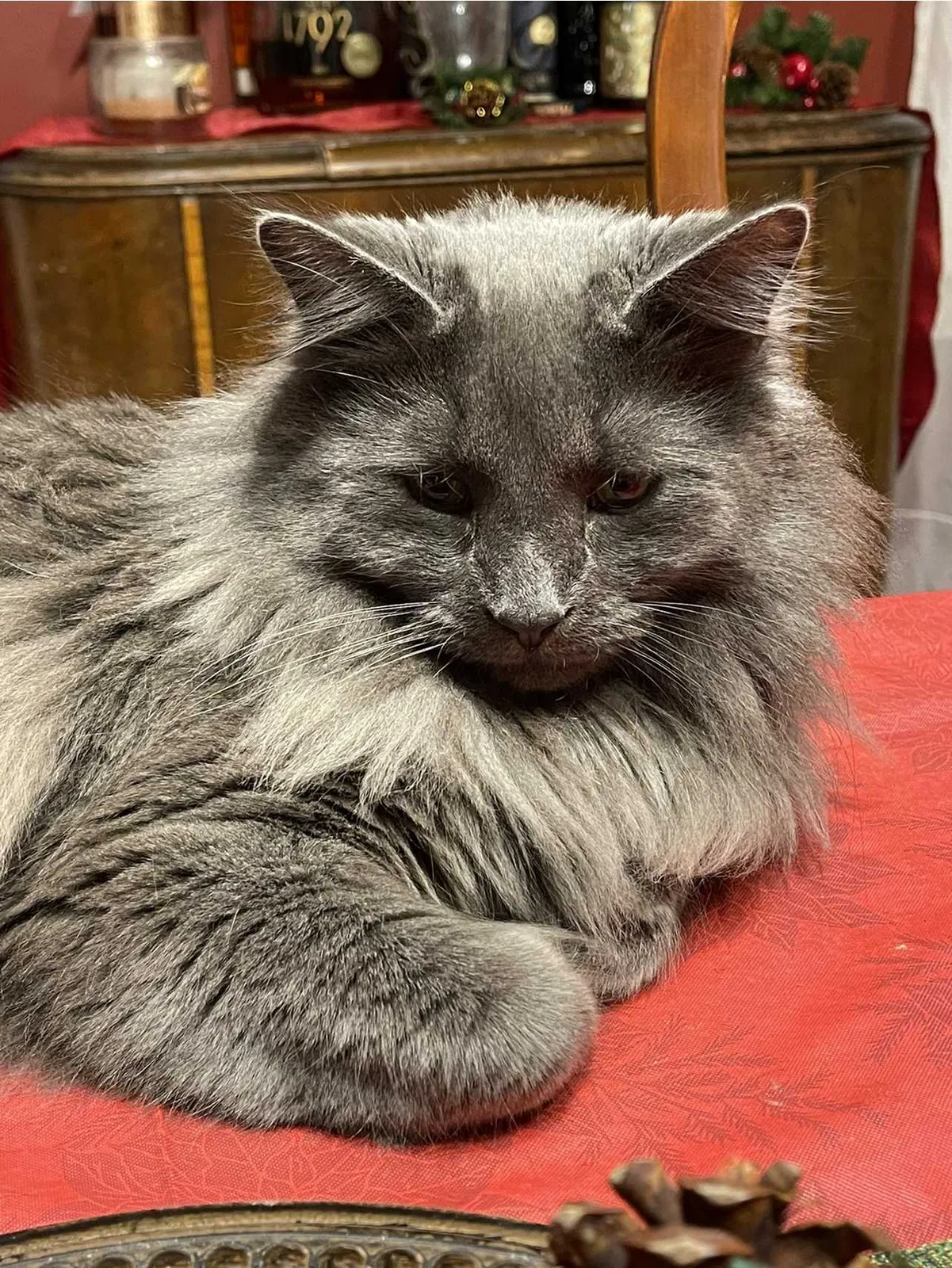 Lost cat in Ft Mitchell, KY, 41017