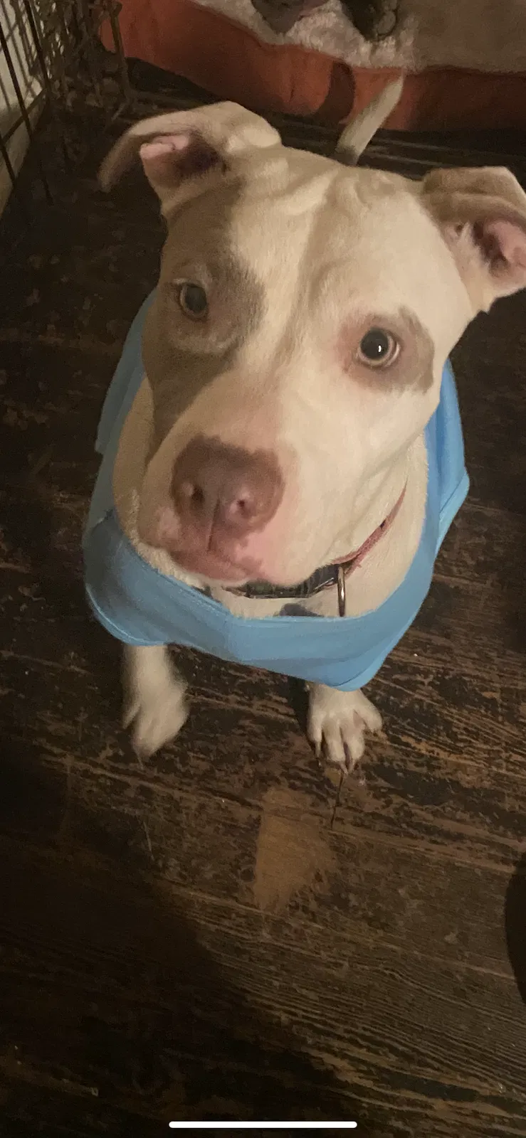Lost dog in Houston, TX, 77067