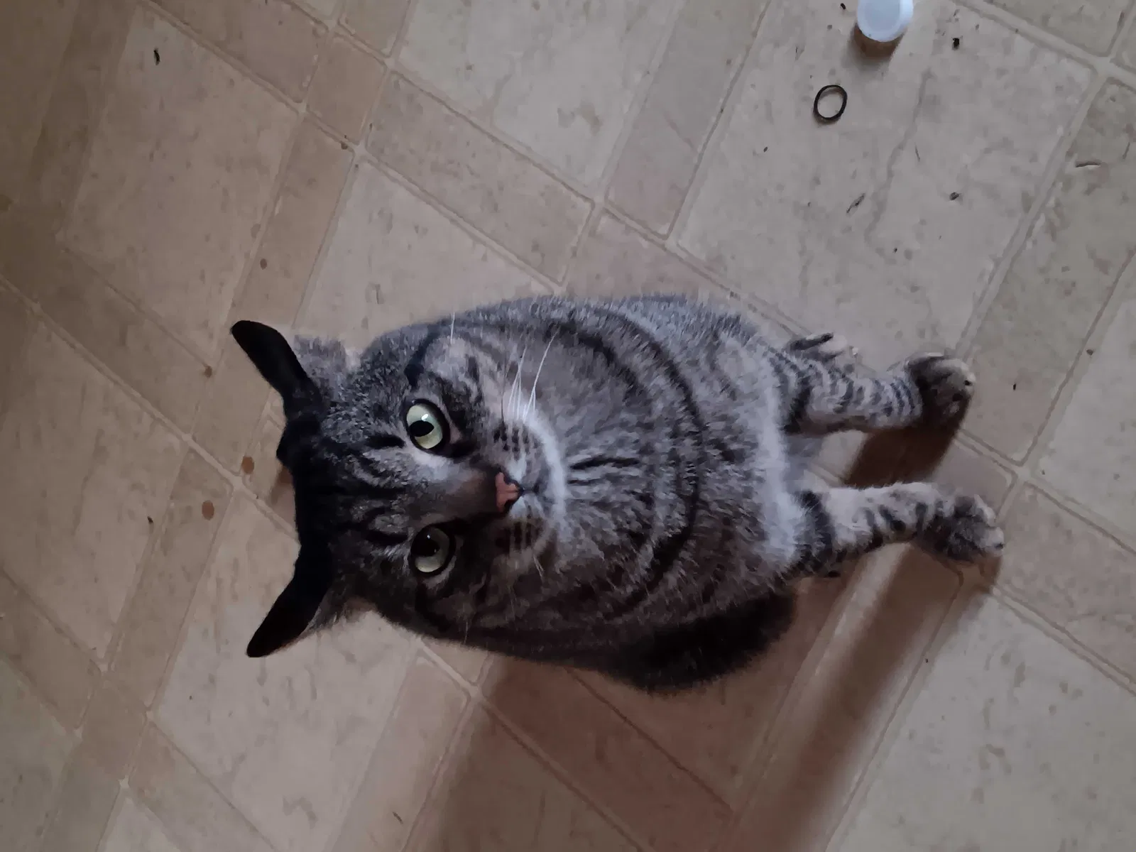 Lost cat in Greensboro, NC, 27407