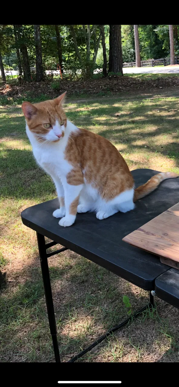 Lost cat in Buford, GA, 30519