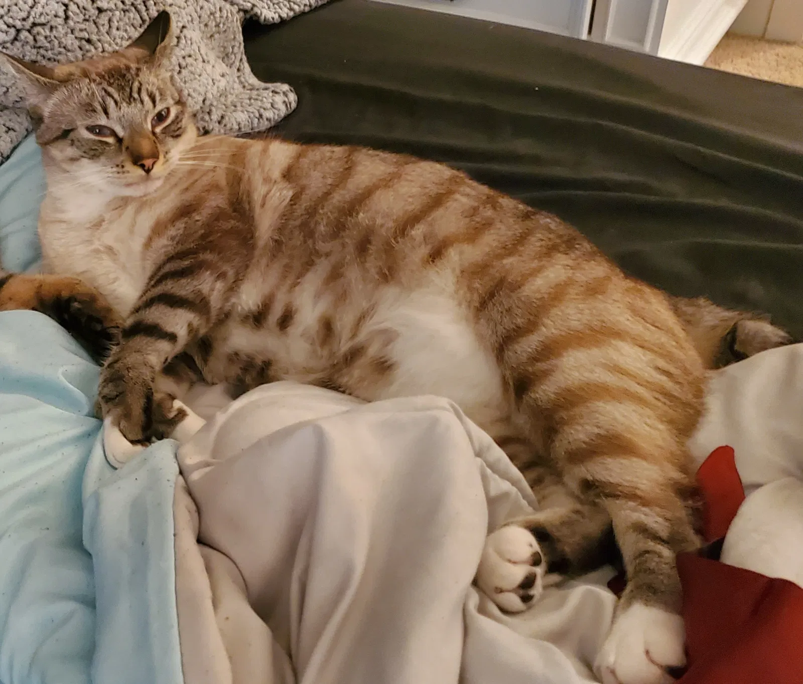 Lost cat in Salem, OR, 97301