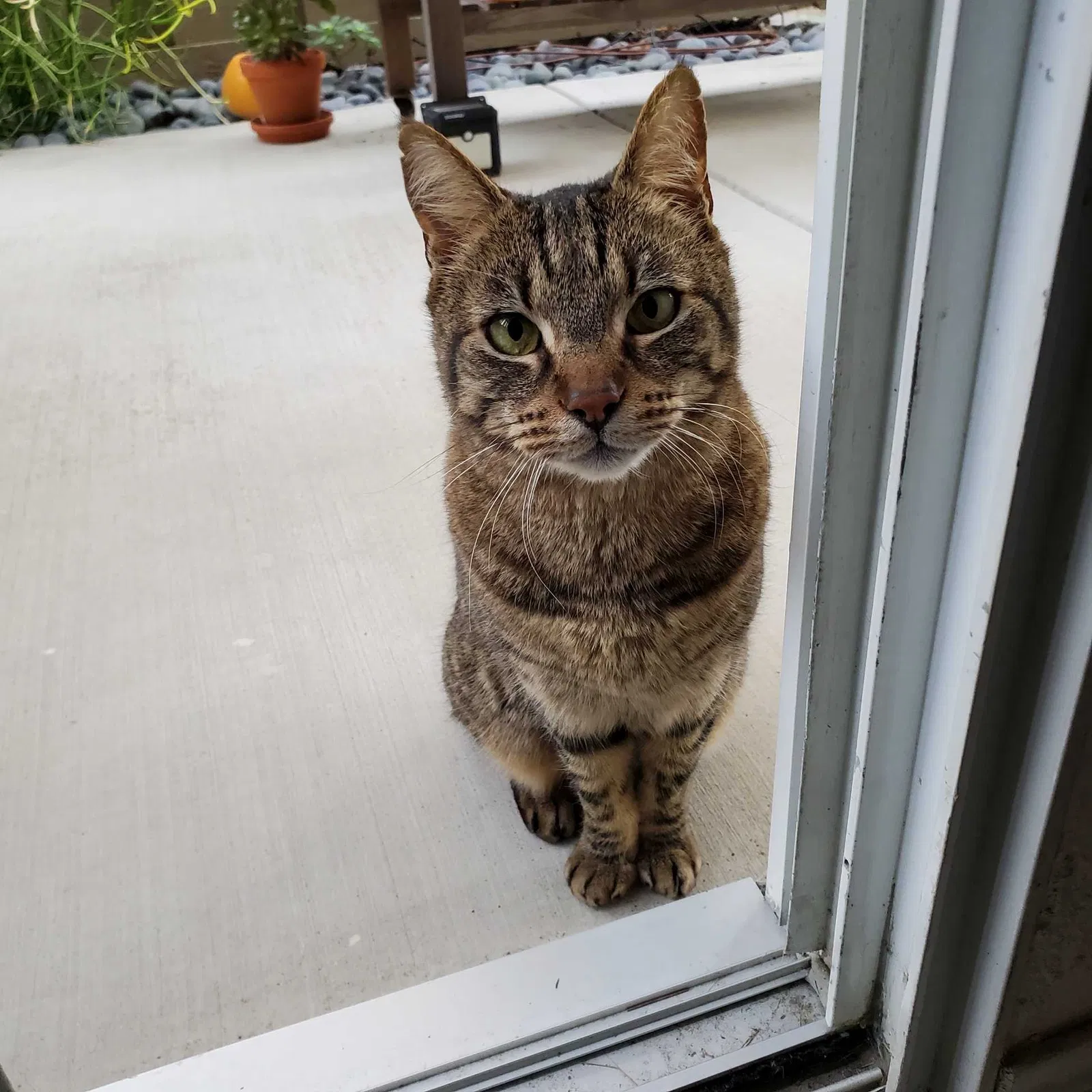 Lost cat in San Diego, CA, 92131