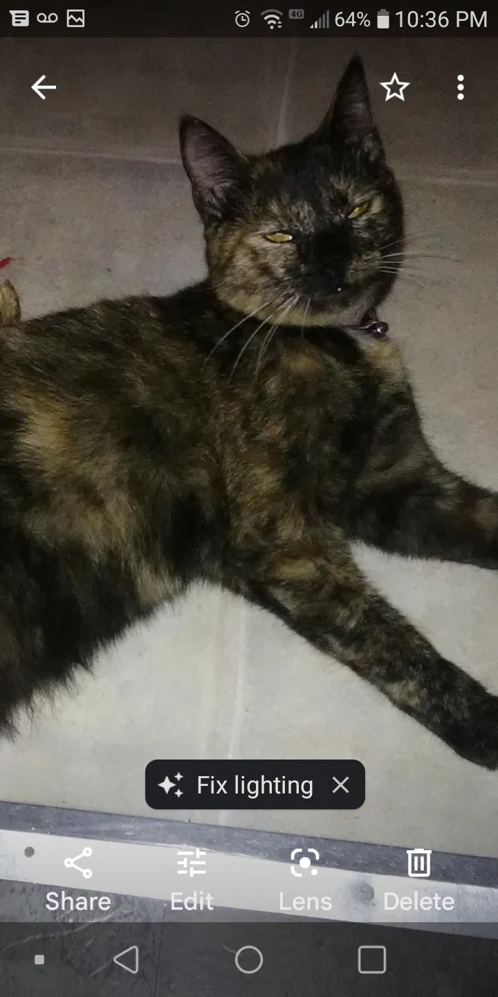Lost cat in Titusville, FL, 32780
