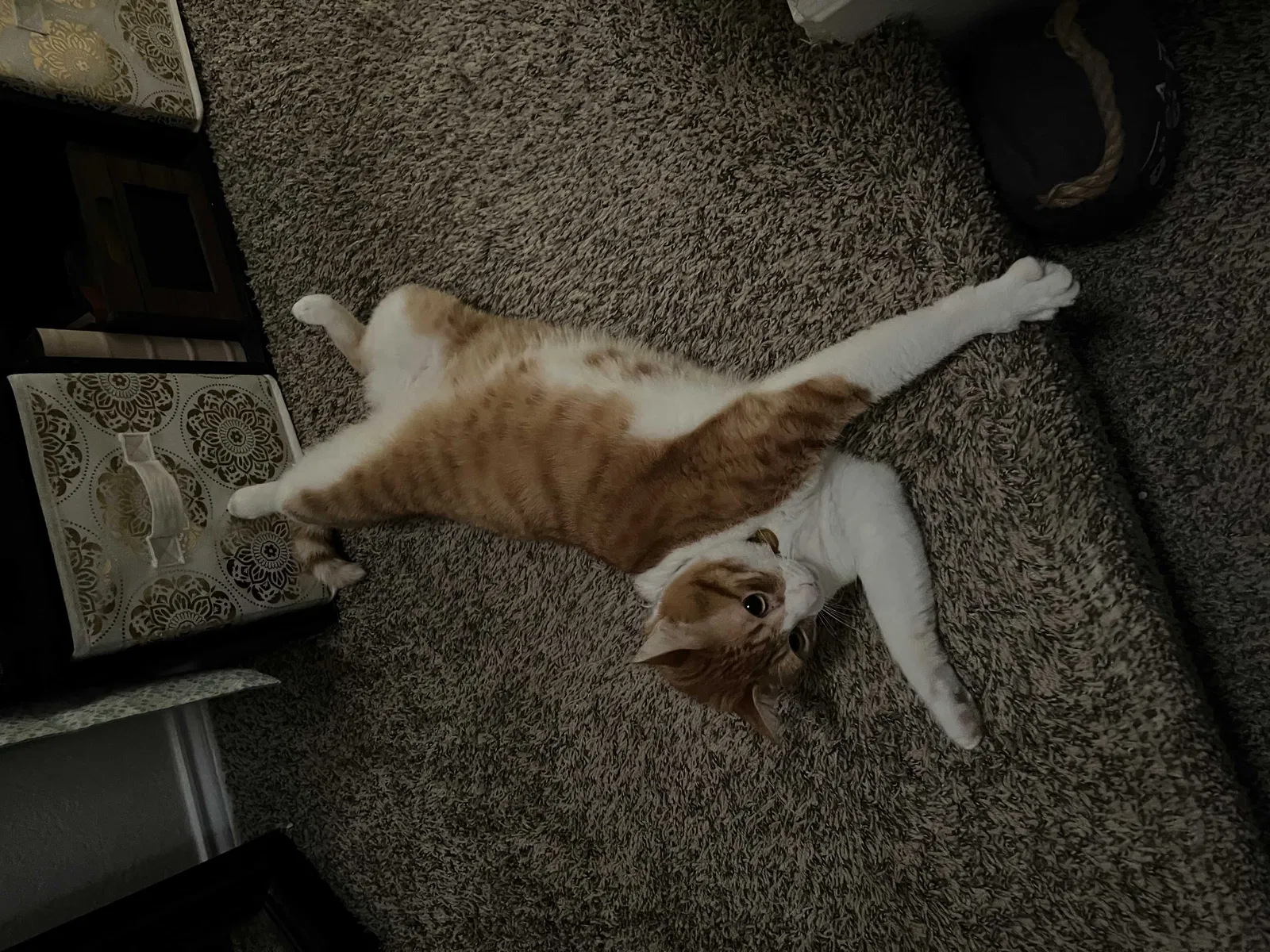 Lost cat in Euless, TX, 76039