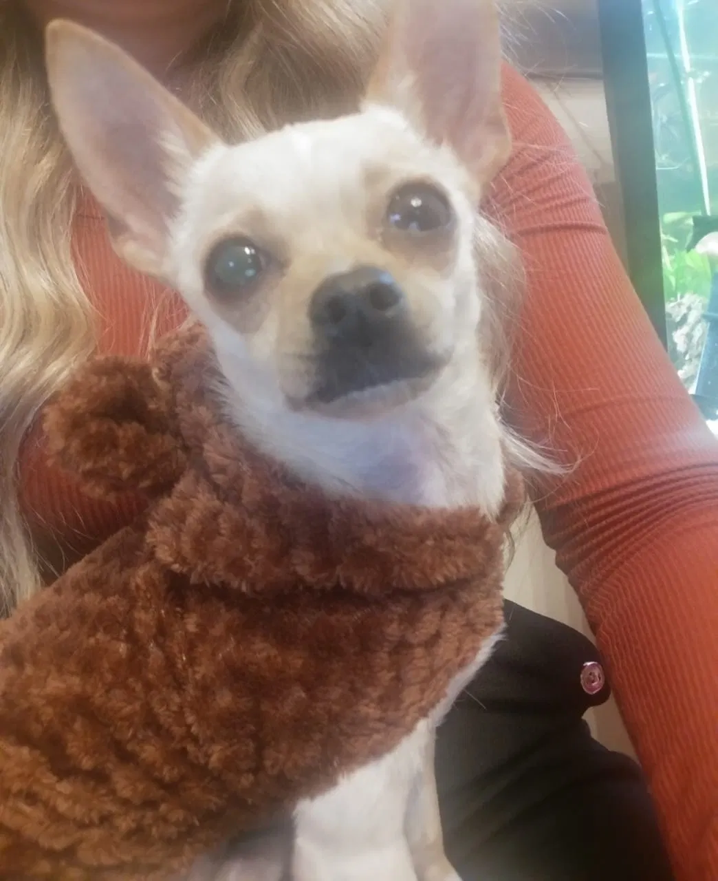 Lost dog in Manor, TX, 78653