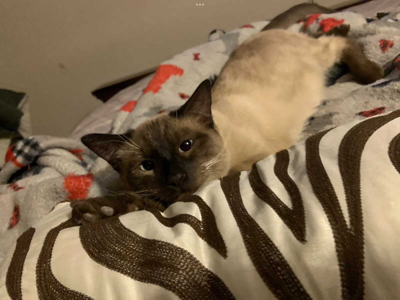 Lost cat in Denver, CO, 80205