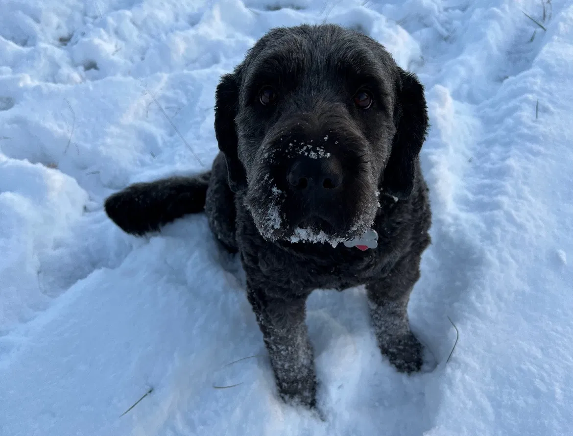 Lost dog in Charlotte, TN, 37036